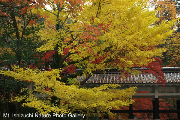 kyoto (036)